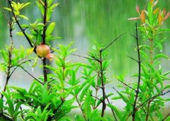 <strong>杏宇官网清明时节雨纷纷，杜牧真的是“雨神”</strong>